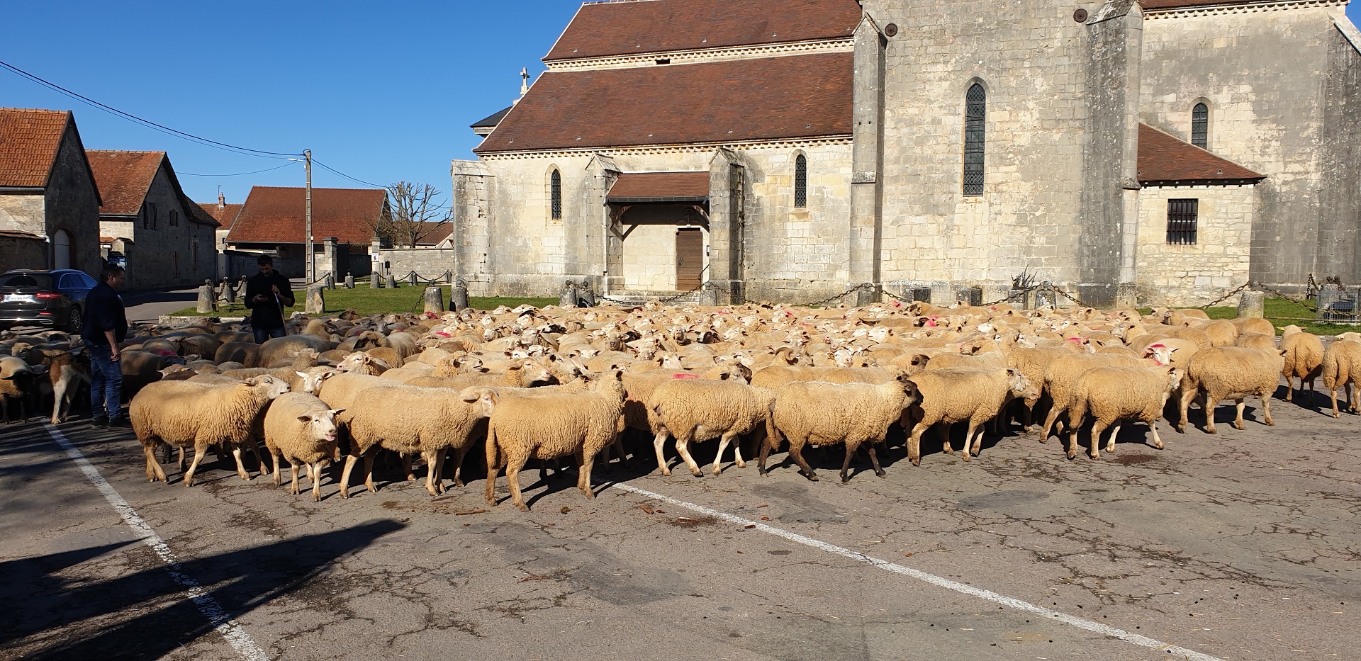 Passage de transhumance à Coulmier le sec.